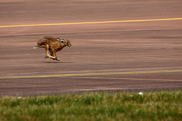 Hare Running by Airwolfhound